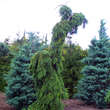 Picea omorika 'Pendula Bruns': Bild 1/2
