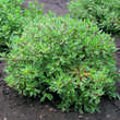 Cornus alba 'Ivory Halo': Bild 3/3