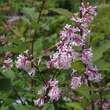 Syringa josiflexa 'Bellicent': Bild 3/3