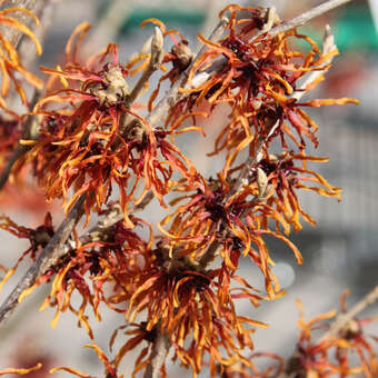 Hamamelis intermedia 'Diane': Bild 2/3