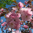 Prunus serrulata 'Royal Burgundy': Bild 2/5