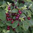 Lonicera xylosteoi.'Clavey's Dwarf': Bild 1/2