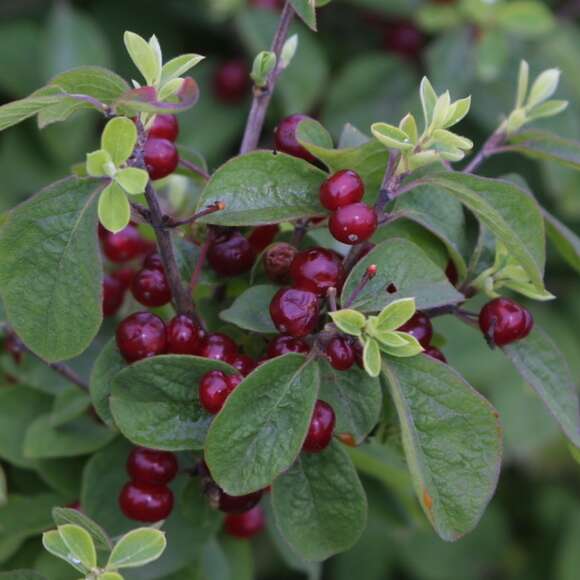 Lonicera xylosteoi.'Clavey's Dwarf': Bild 1/2 Lonicera xylosteoi.'Clavey's Dwarf': Bild 1/2