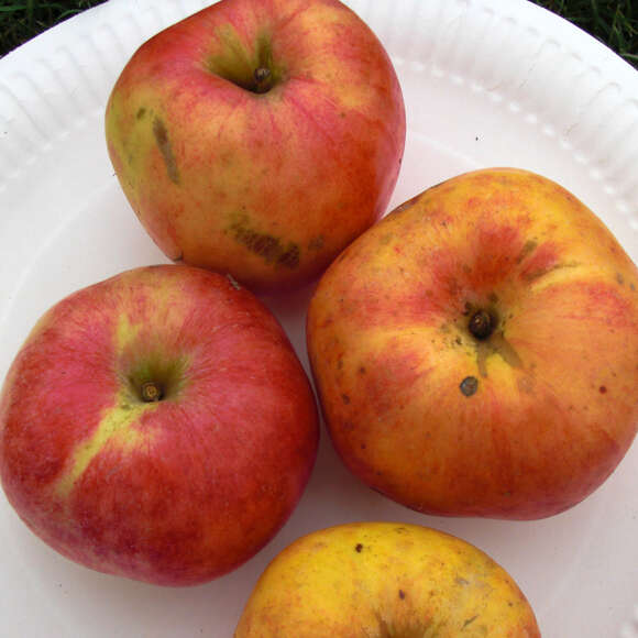 Malus domestica 'Gravensteiner': Bild 2/2 Malus domestica 'Gravensteiner': Bild 2/2