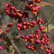 Euonymus europaeus: Bild 3/4