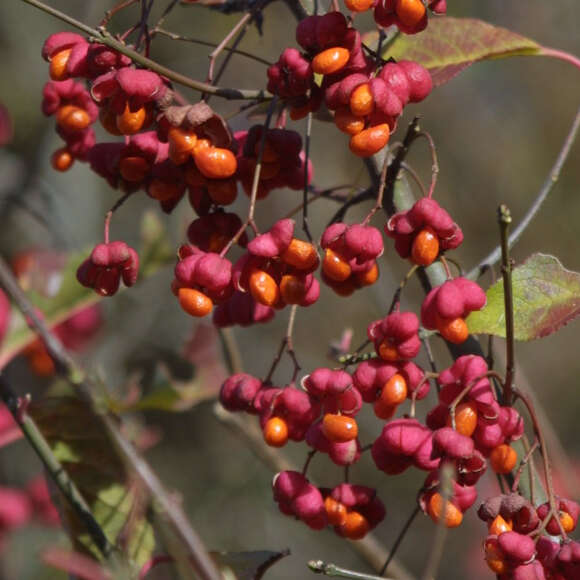 Euonymus europaeus: Bild 3/4
