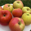 Malus domestica 'Berlepsch Gold Renette': Bild 2/3