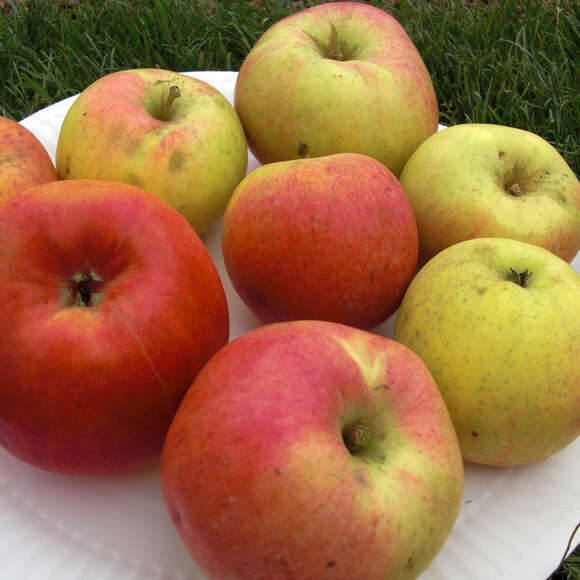Malus domestica 'Berlepsch Gold Renette': Bild 2/3