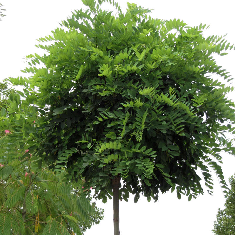Kugelakazie - Robinia pseudoacacia ‘Umbraculifera’