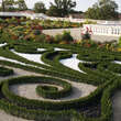 Buxus sempervirens 'Blauer Heinz': Bild 8/9