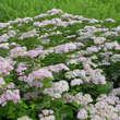 Spiraea japonica 'Pruhoniciana': Bild 4/4