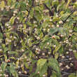 Euonymus europaeus 'Albus': Bild 3/4