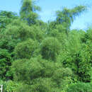 Alnus glutinosa 'Imperialis' - Federblättrige Schwarzerle