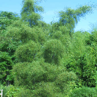 Alnus glutinosa 'Imperialis'