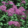 Spiraea japonica 'Anthony Waterer': Bild 2/5