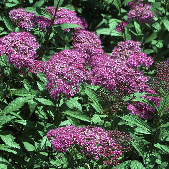 Spiraea japonica 'Anthony Waterer': Bild 2/5 Spiraea japonica 'Anthony Waterer': Bild 2/5