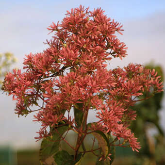 Heptacodium miconioides: Bild 5/12