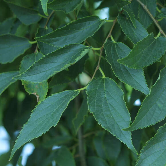 Celtis australis: Bild 2/6 Celtis australis: Bild 2/6