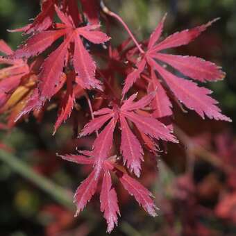 Acer palmatum 'Ueno Yama': Bild 3/3