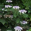 Hydrangea aspera sargentiana: Bild 3/3