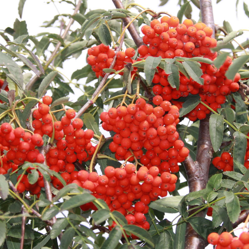 Mährische Eberesche Sorbus aucuparia 'Edulis' weiß