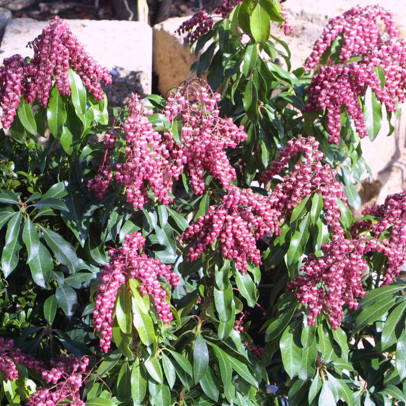 Lavendelheide - Pieris japonica 'Valley Valentine' - rot