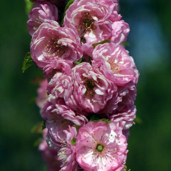 Prunus triloba: Bild 2/4 Prunus triloba: Bild 2/4