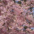 Prunus pendula 'Pendula Rubra': Bild 2/11