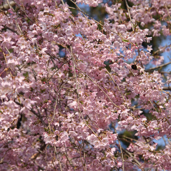 Prunus pendula 'Pendula Rubra': Bild 2/11 Prunus pendula 'Pendula Rubra': Bild 2/11