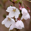 Prunus yedoensis: Bild 2/4