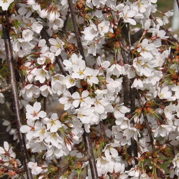 Prunus yedoensis 'Shidare-yoshino': Bild 3/5 Prunus yedoensis 'Shidare-yoshino': Bild 3/5