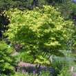 Acer palmatum 'Osakazuki': Bild 6/8