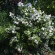 Philadelphus 'Erectus': Bild 2/2