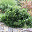Prunus laurocerasus 'Otto Luyken': Bild 7/10