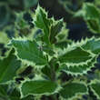Ilex aquifolium 'Argenteomarginata': Bild 2/7