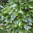 Quercus cerris: Bild 2/4