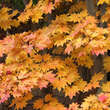 Acer japonicum 'Vitifolium': Bild 6/7