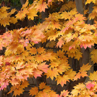 Acer japonicum 'Vitifolium': Bild 6/7
