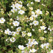 Potentilla fruticosa 'Lovely Pink': Bild 2/2