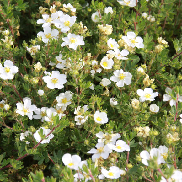 Potentilla fruticosa 'Lovely Pink': Bild 2/2 Potentilla fruticosa 'Lovely Pink': Bild 2/2