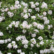 Viburnum carlesii 'Aurora': Bild 7/7