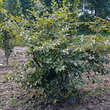 Fagus sylvatica 'Tortuosa': Bild 4/4