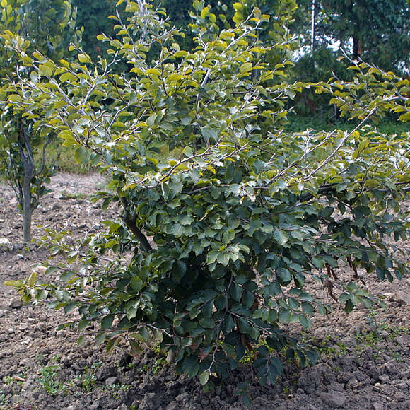 Fagus sylvatica 'Tortuosa': Bild 4/4 Fagus sylvatica 'Tortuosa': Bild 4/4