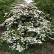 Viburnum plicatum 'Pink Beauty': Bild 2/2