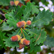 Quercus robur: Bild 3/8