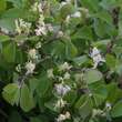 Lonicera xylosteum 'Compacta': Bild 2/4