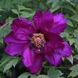 Paeonia suffruticosa rot: Bild 6/8