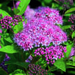 Spiraea japonica 'Zigeunerblut': Bild 2/3