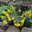 Genista tinctoria 'Humifusa': Bild 4/4
