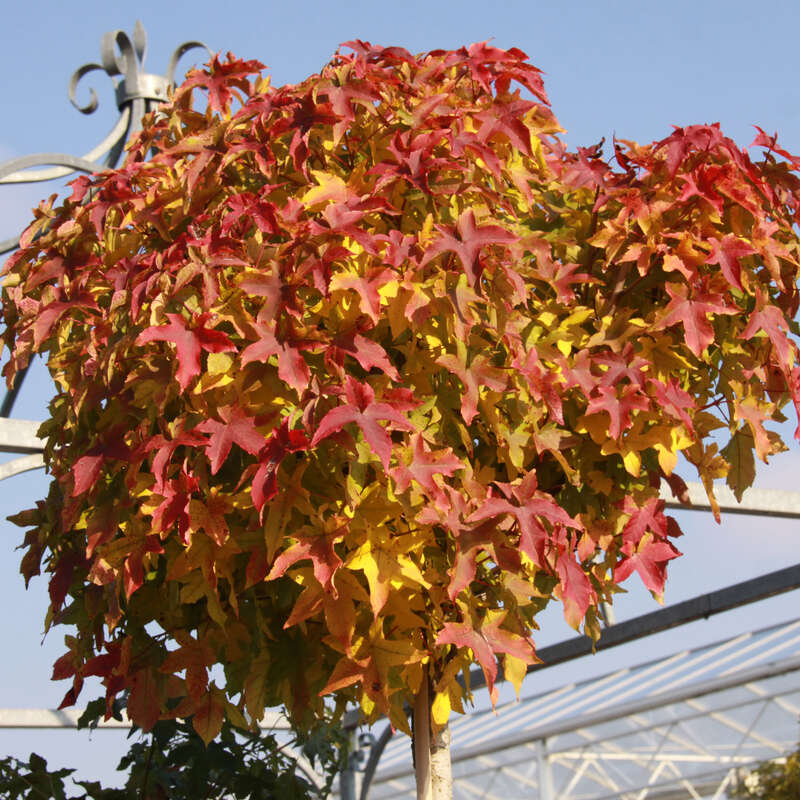 KugelAmberbaum Liquidambar styraciflua 'Gum Ball'